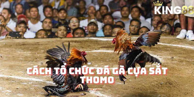 Cách tổ chức đá gà cựa sắt thomo tại King88