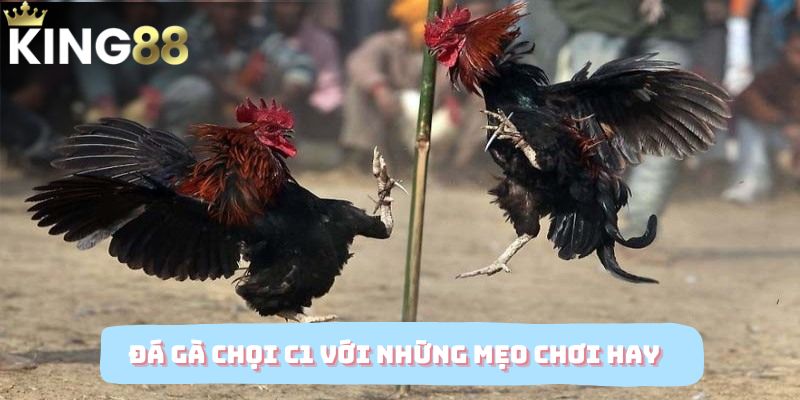 Đá gà chọi c1 với những mẹo hay