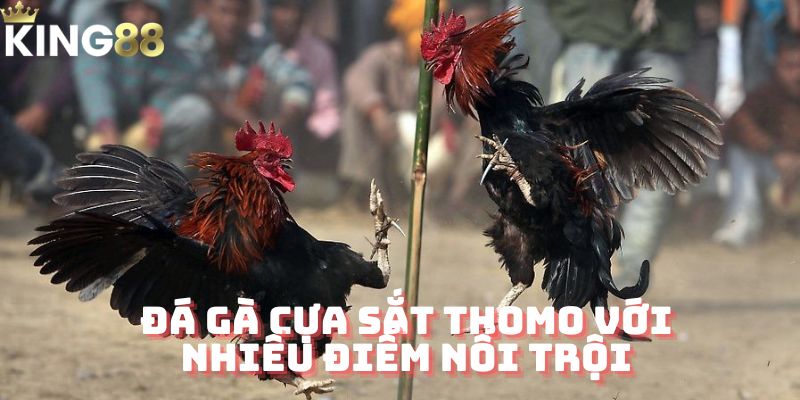 Đá gà cựa sắt thomo với nhiều điểm hay