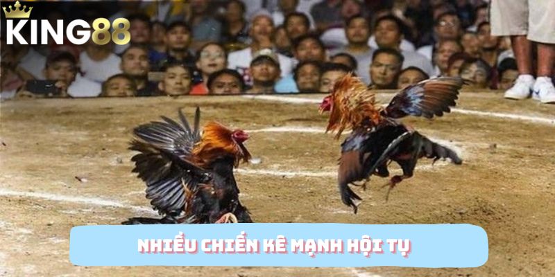 Nhiều chiến kê mạnh hội tụ