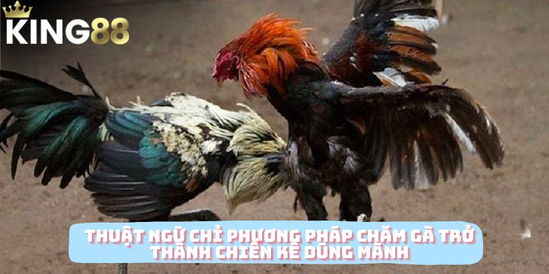 Thuật ngữ chỉ phương pháp chăm gà trở thành chiến kê dũng mãnh